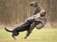 Mann gegen Hund